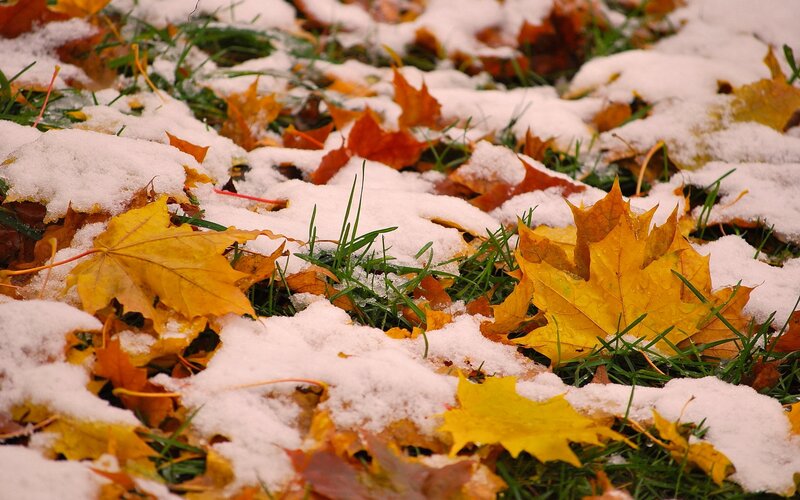 Yellow Leaves on Snow