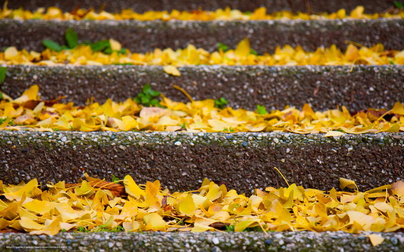 Yellow Leaves on Stairs