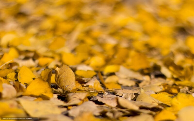 Yellow leaves on the ground
