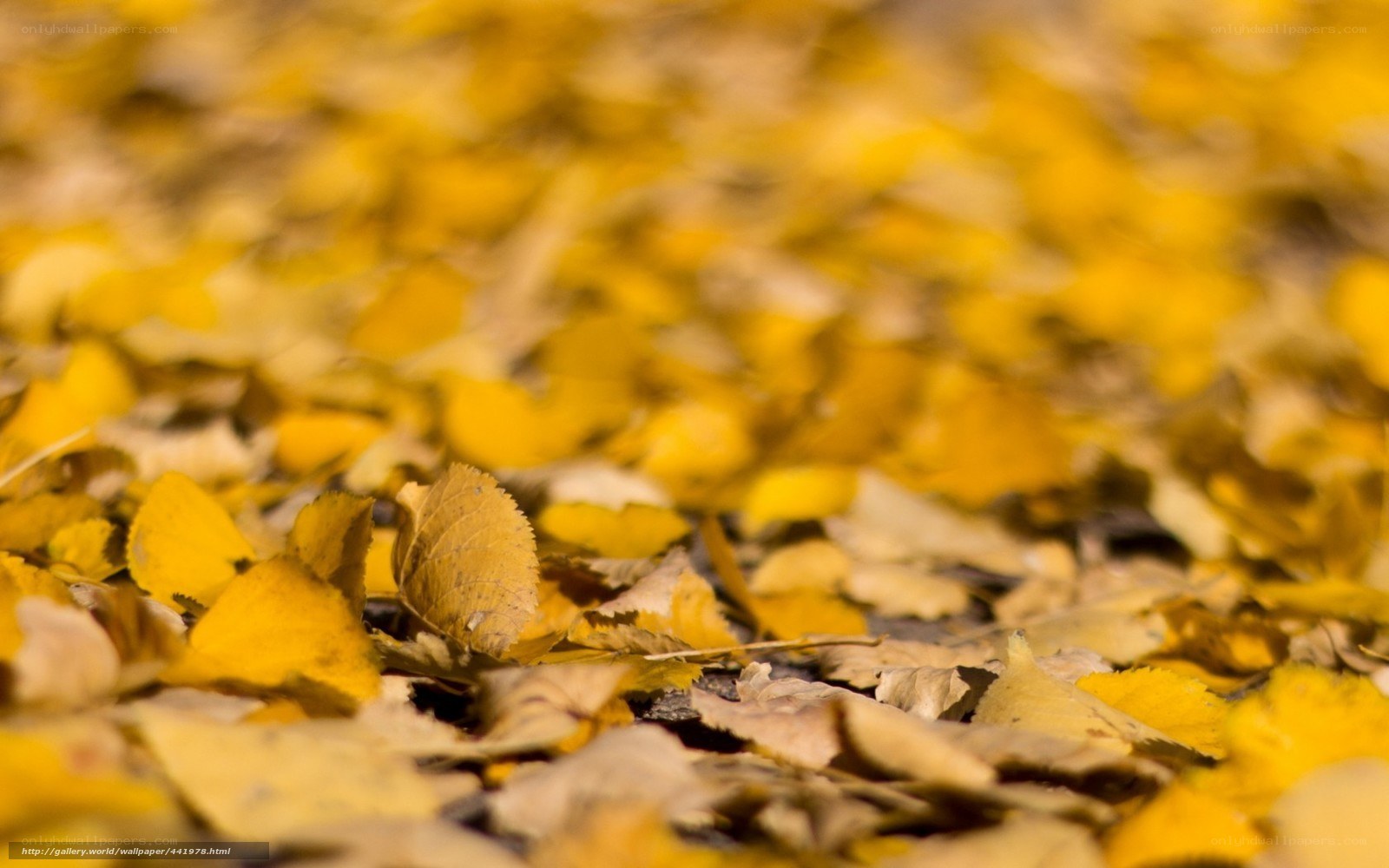 Yellow leaves on the ground
