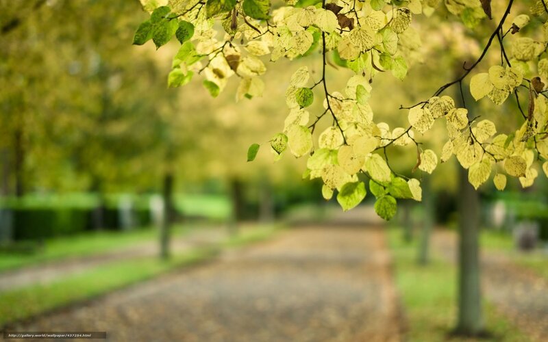 Yellow Leaves on Tree Branch — Green