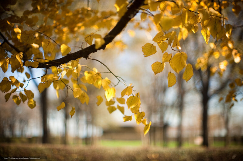 Yellow Leaves on Tree Branch — Serene, Autumn