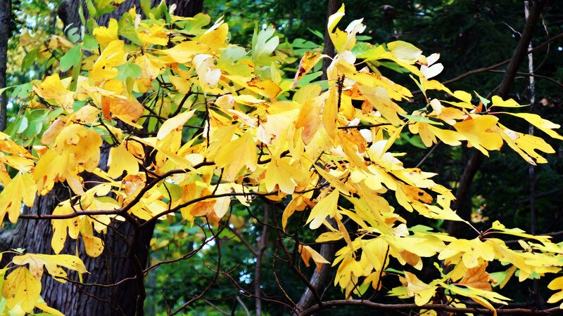 Yellow Leaves on Tree Branch