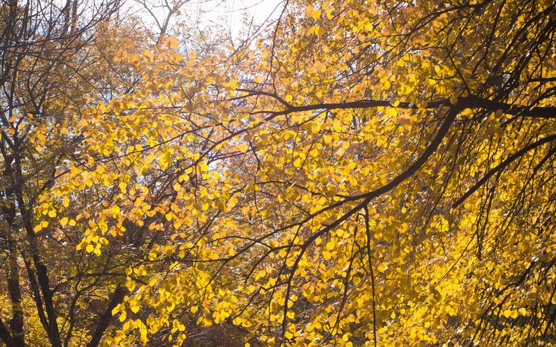 Yellow Leaves on Tree Branches — Serene