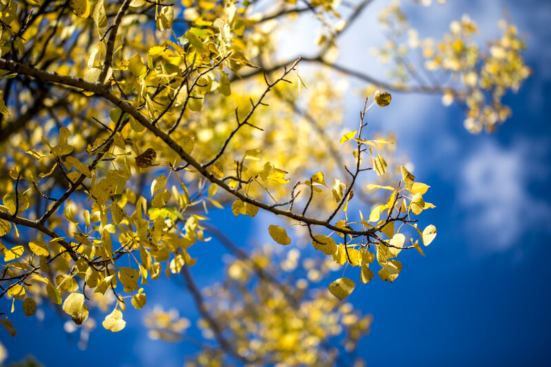 Yellow Leaves on Tree Branches