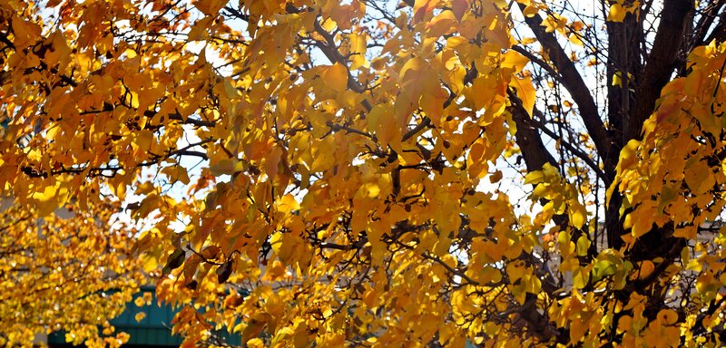 Yellow Leaves on Tree — Serene, Autumn