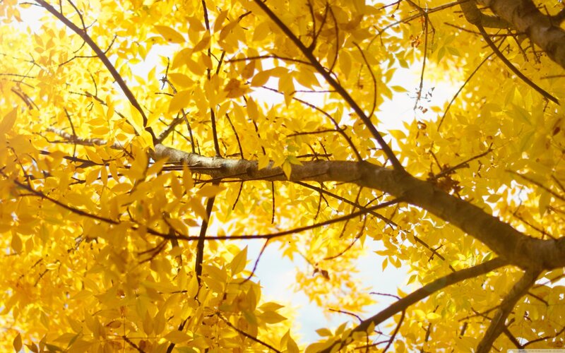 Yellow Leaves on Tree — Serene