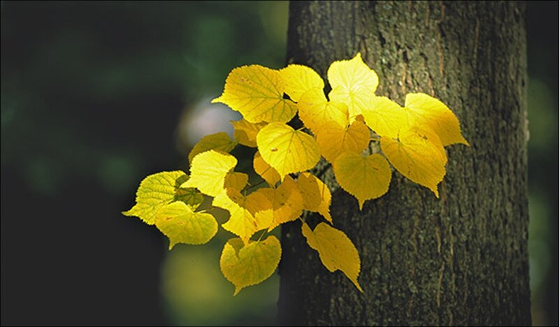Yellow Leaves on Tree