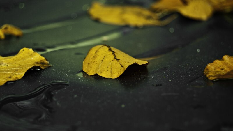 Yellow Leaves on Wet Surface