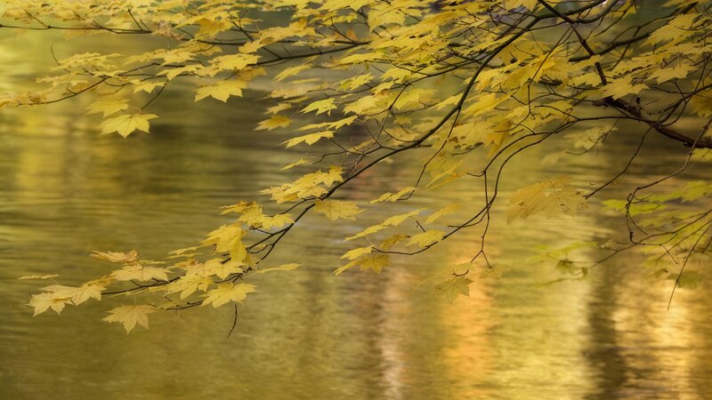 Yellow leaves over a river