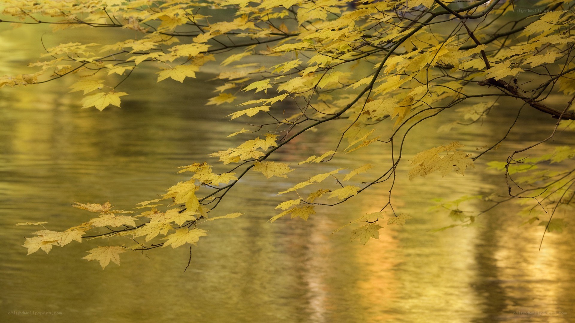 Yellow leaves over a river