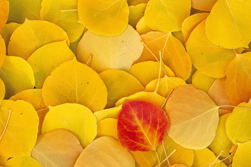 Yellow Leaves with One Red — Calm