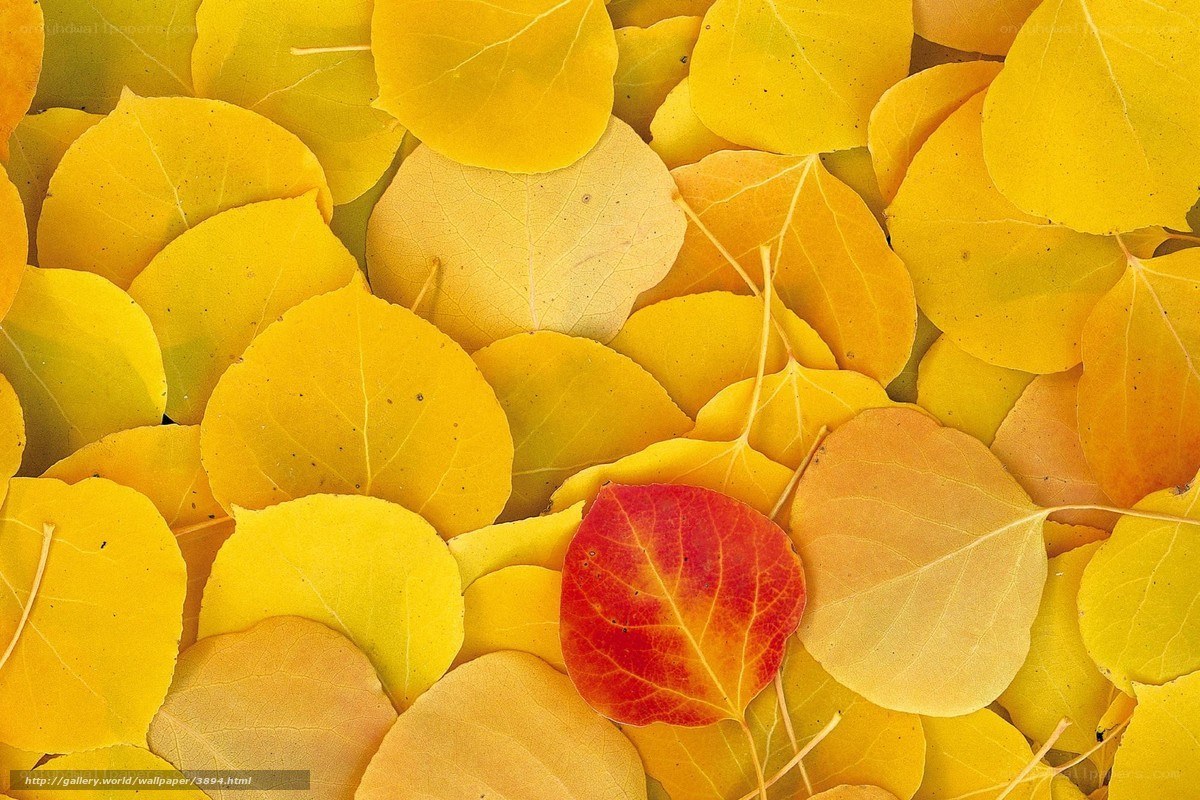 Yellow leaves with one red