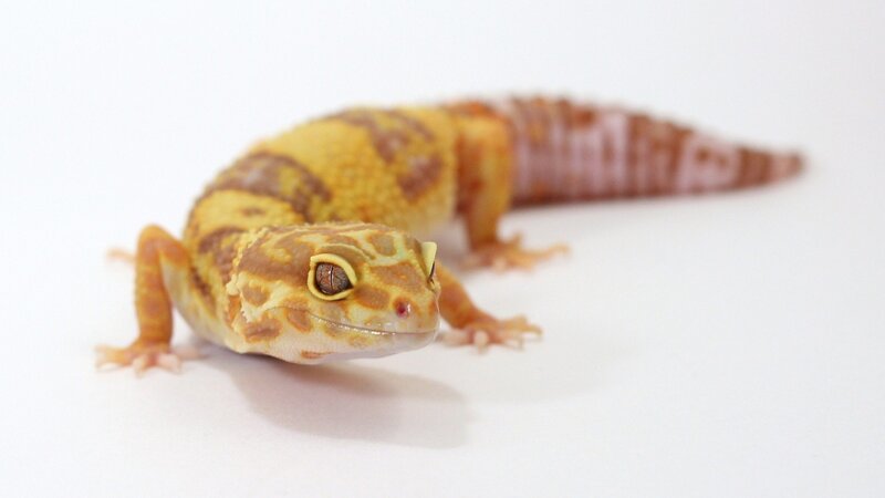 Yellow Leopard Gecko