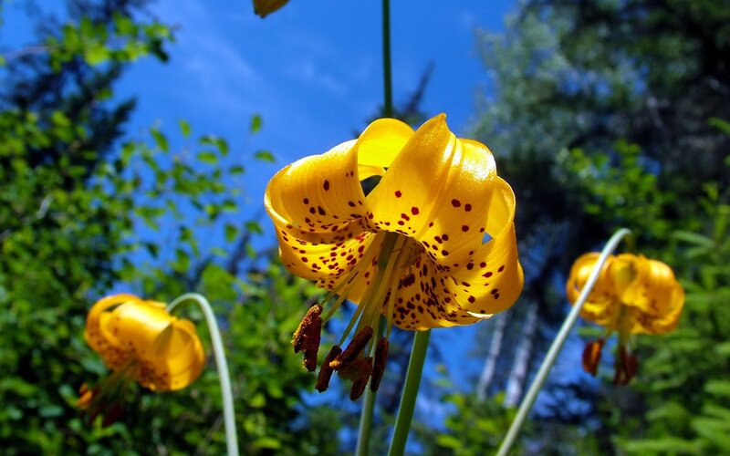 Yellow Leopard Lilies — Serene