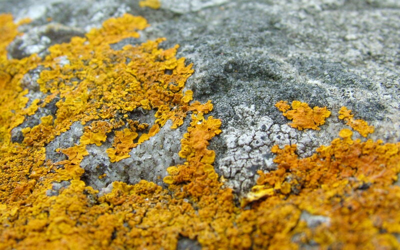 yellow lichen on a rock
