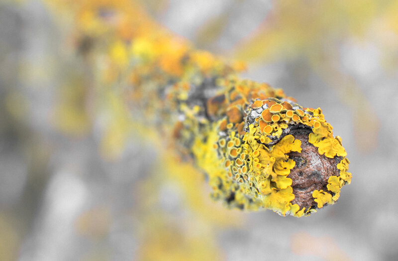 Yellow Lichen on Branch