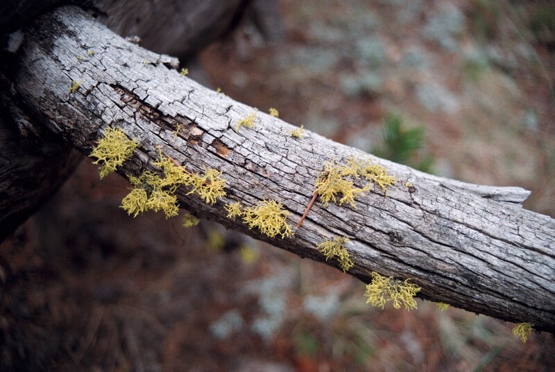 Yellow Lichen on Log