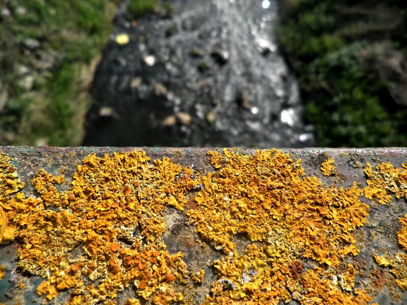 Yellow Lichen on Metal