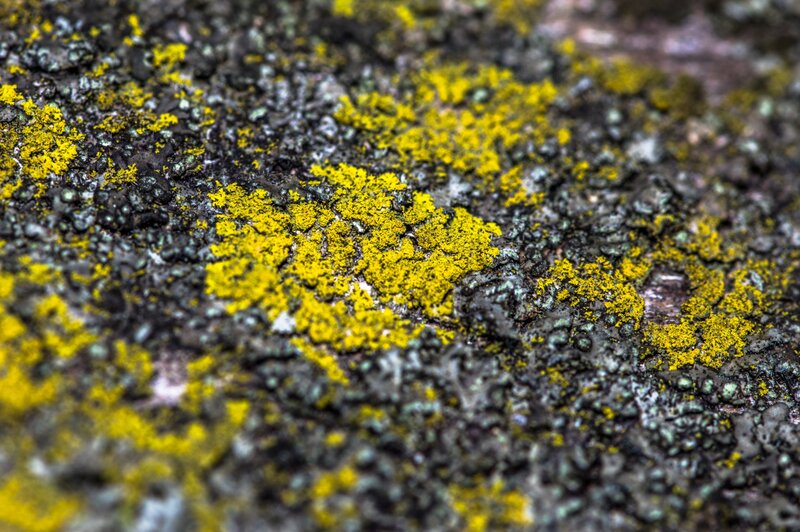 Yellow Lichen on Rock