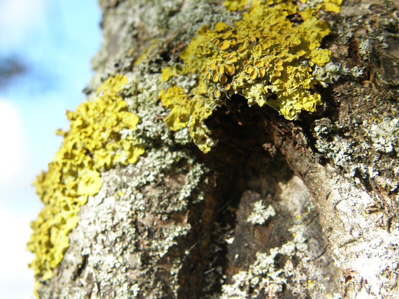 Yellow Lichen on Tree Bark