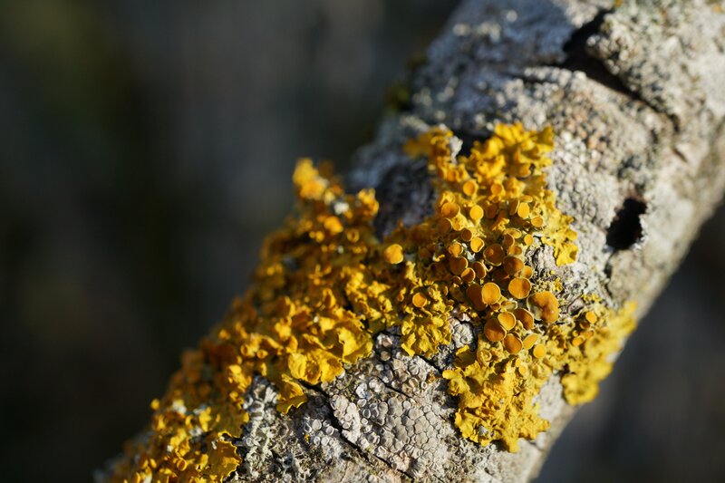 Yellow Lichen on Tree Branch