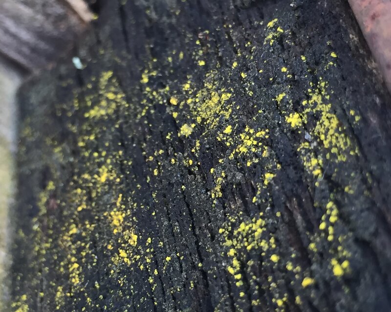 Yellow Lichen on Wood