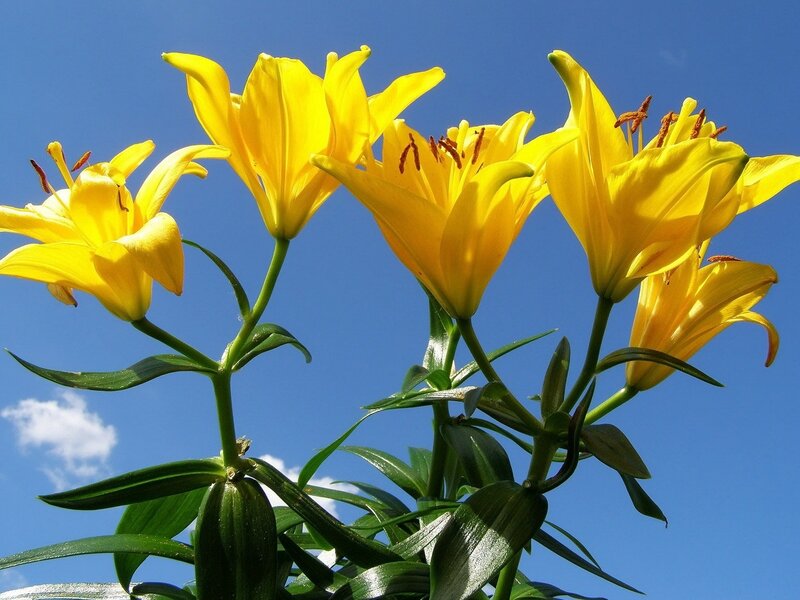 Yellow lilies against blue sky