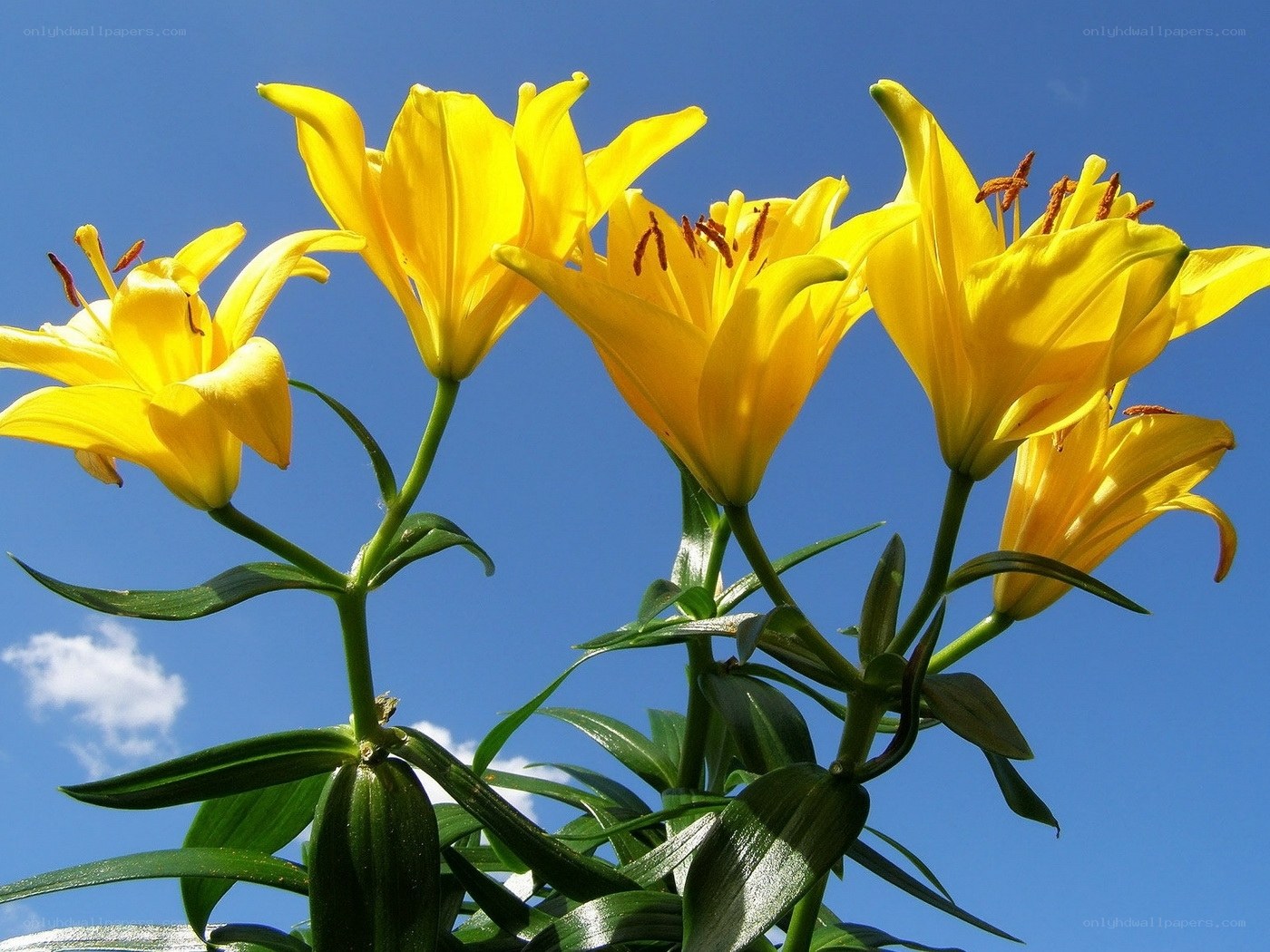 Yellow lilies against blue sky
