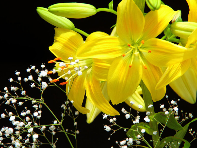 Yellow Lilies and Baby's Breath