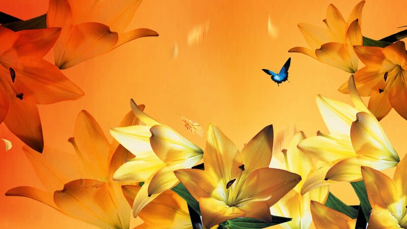 Yellow Lilies and Butterfly