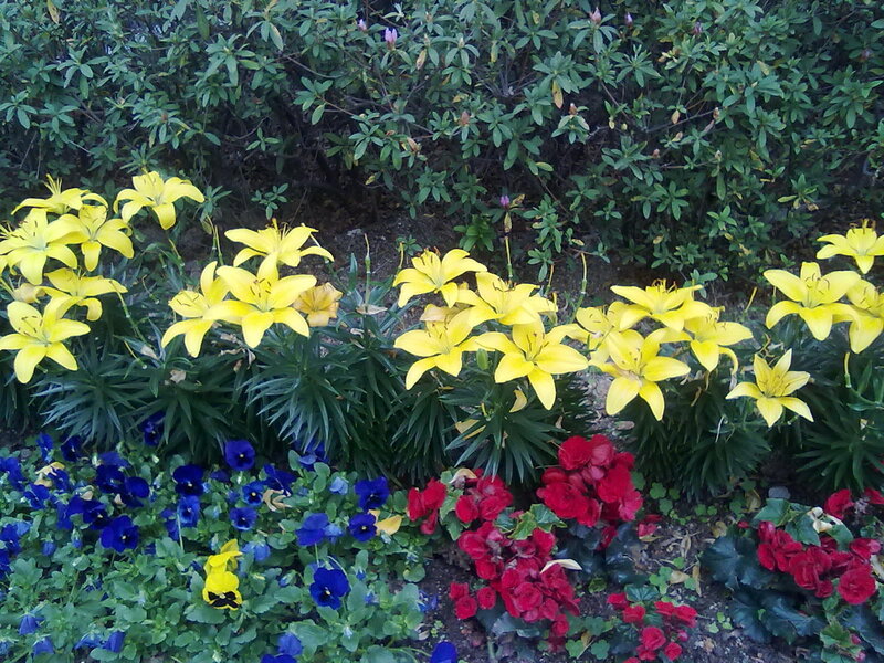 Yellow Lilies and Pansies
