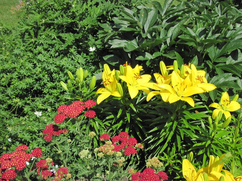 Yellow Lilies and Red Flowers
