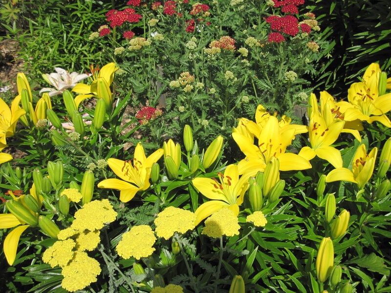 Yellow Lilies and Yarrow