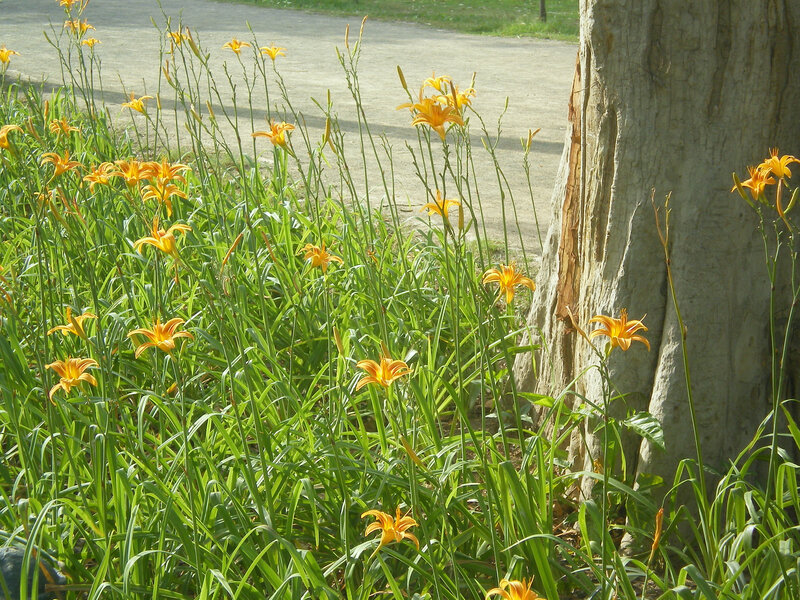 Yellow lilies by a tree