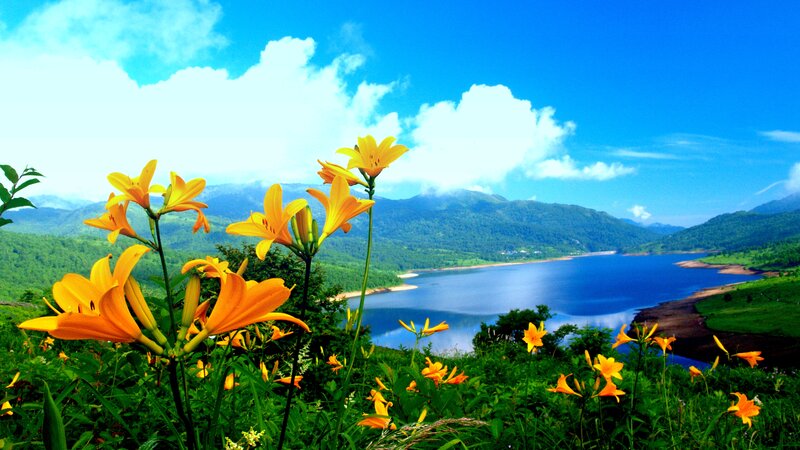 Yellow Lilies by Lake