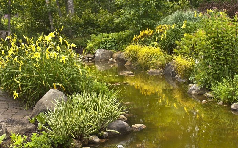 Yellow Lilies by Pond — Green