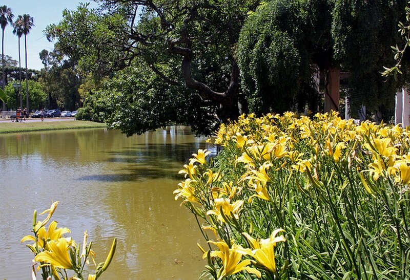 Yellow Lilies by Pond