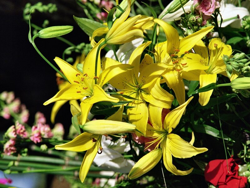 Yellow lilies in a bouquet
