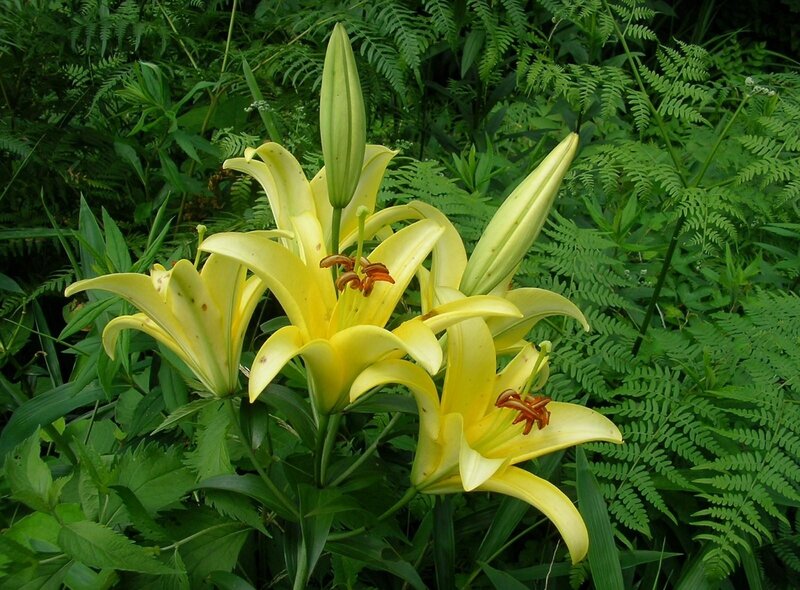 yellow lilies in a fern garden