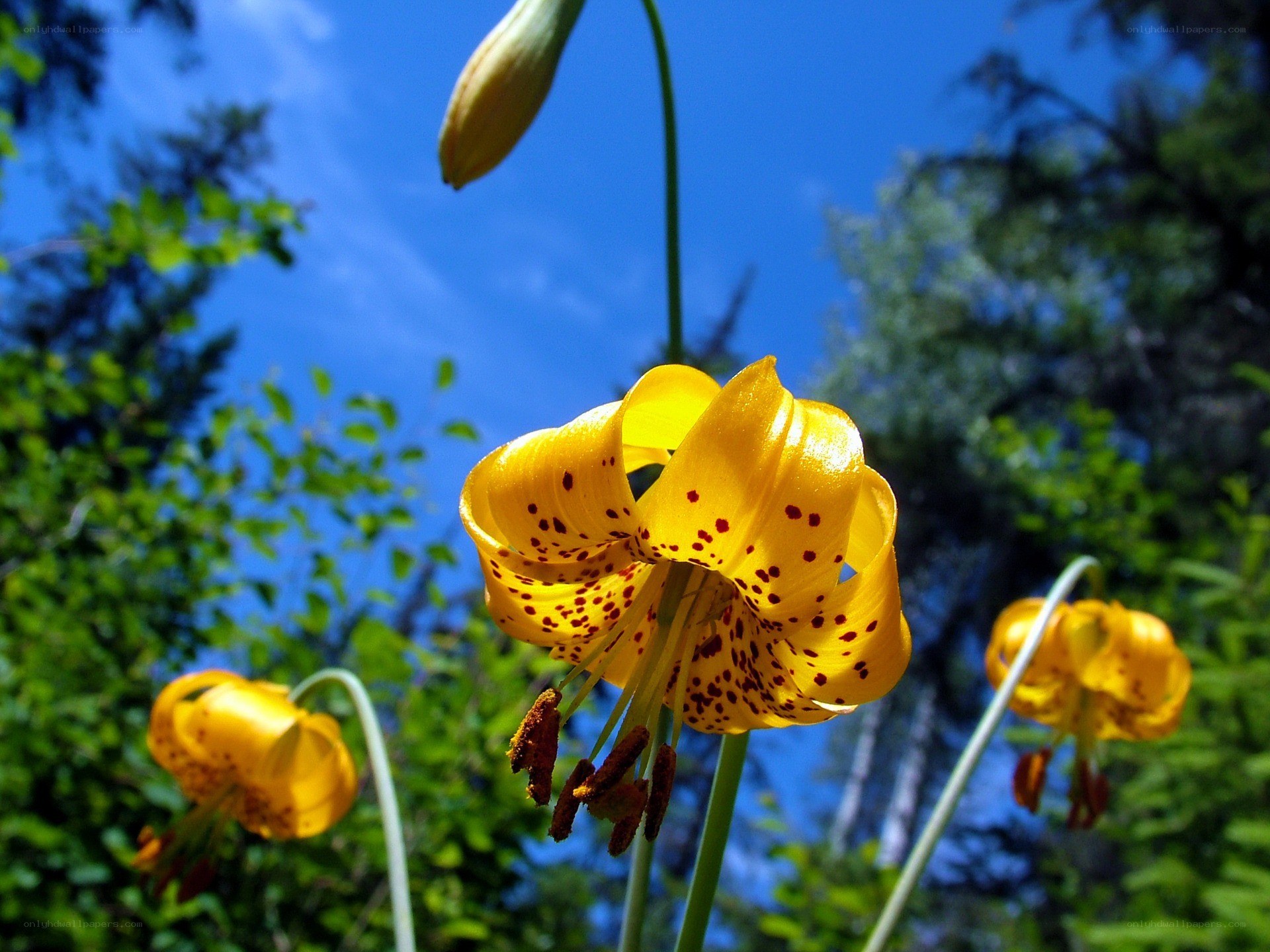 Yellow lilies in a forest