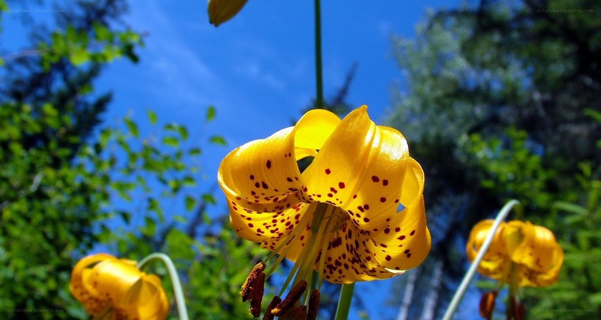 Yellow lilies in a forest