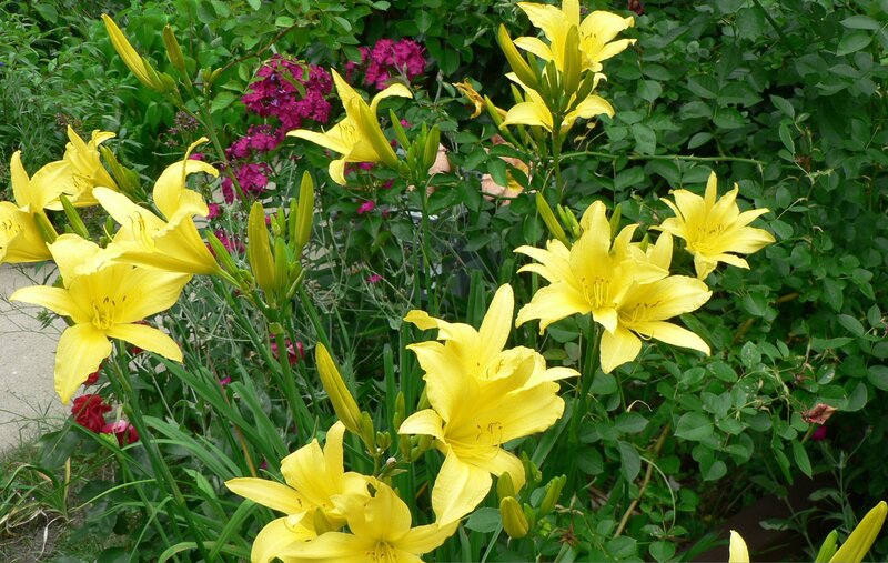Yellow lilies in a garden