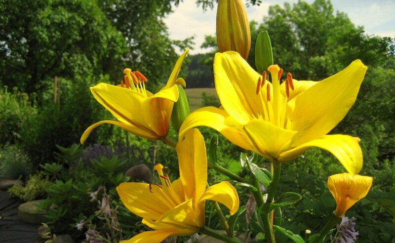 Yellow lilies in a garden