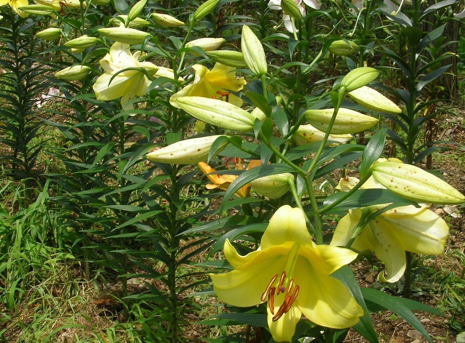 Yellow lilies in a garden