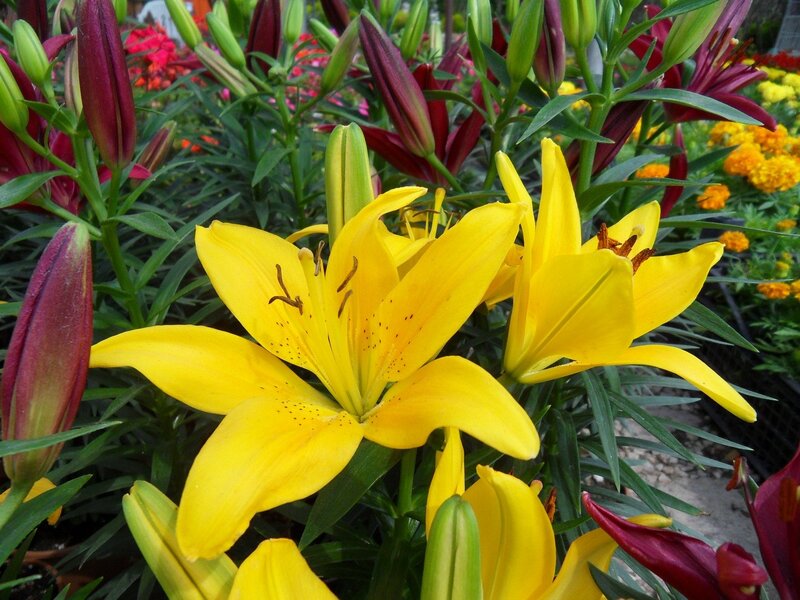 Yellow lilies in a garden