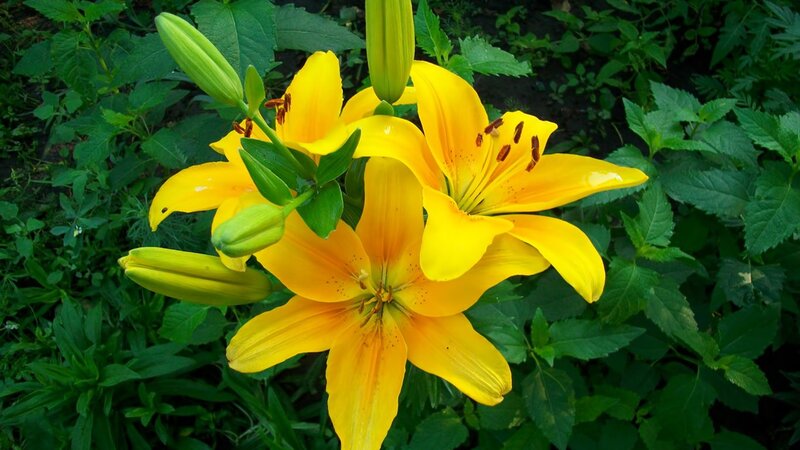 Yellow lilies in a garden