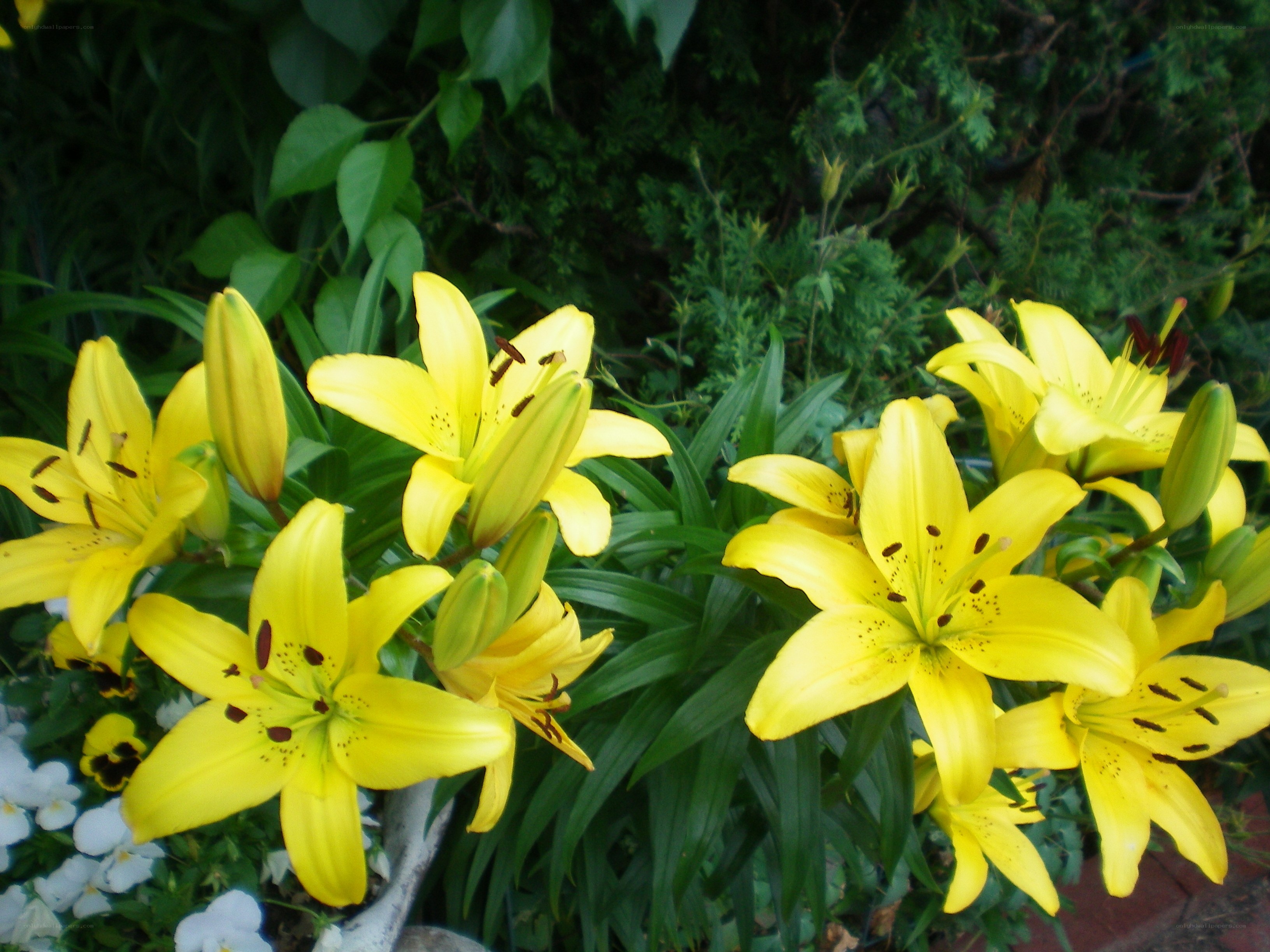 Yellow lilies in a garden