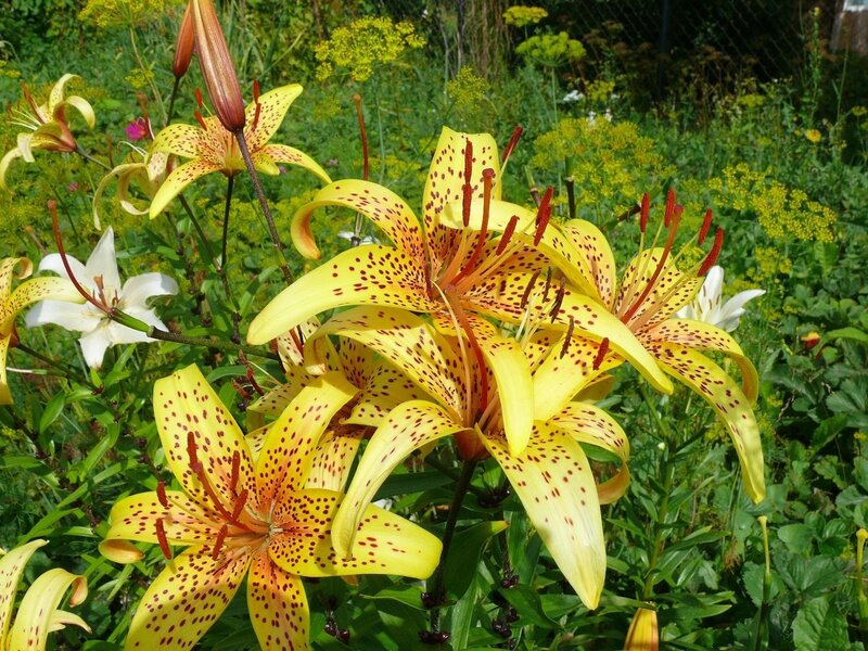 Yellow lilies in a garden