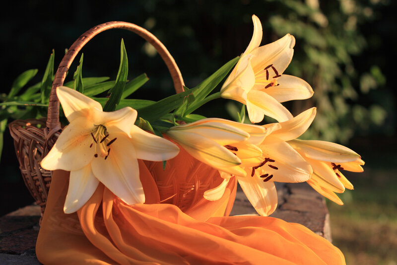 Yellow Lilies in Basket